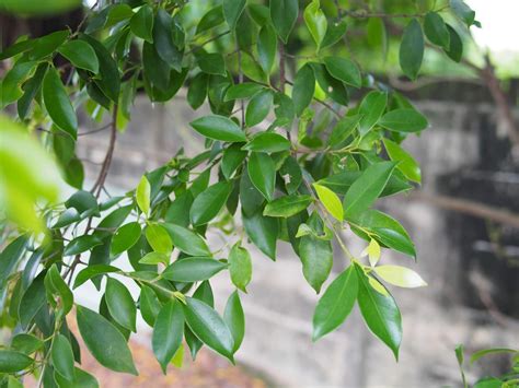 避邪植物|攜帶抹草、芙蓉葉、榕樹葉 